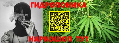apvp Аша