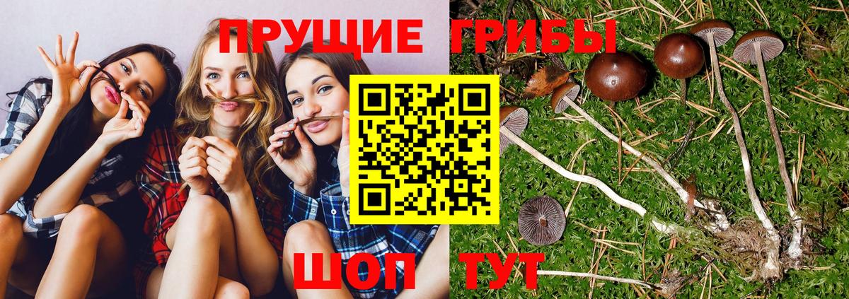Ефремов  купить  сайты  Вход с VPN  Псилоцибиновые грибы Psilocybe 